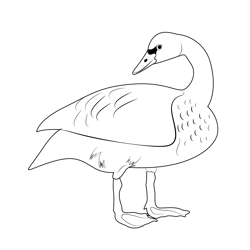 White Duck Free Coloring Page for Kids