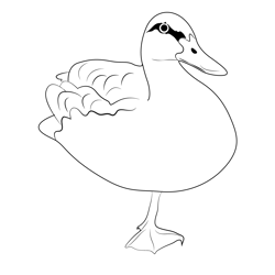 Yellow Billed Duck Free Coloring Page for Kids