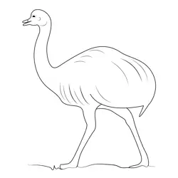 Albino Emu Free Coloring Page for Kids