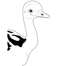 Baby Emu Bird Free Coloring Page for Kids