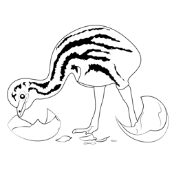 Baby Emu Free Coloring Page for Kids