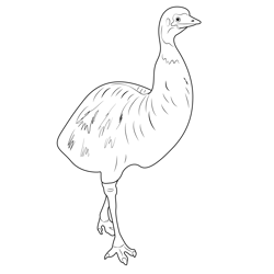 Cute Emu Close Up Free Coloring Page for Kids