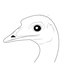 Emu Bird Head Free Coloring Page for Kids