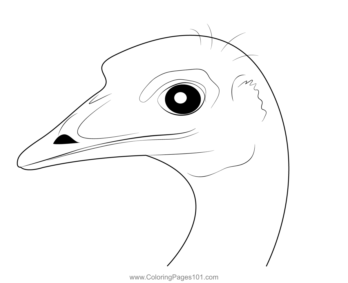 Emu Bird Head