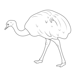 Emu Bird Walk Free Coloring Page for Kids