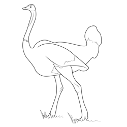 Emu Birds Free Coloring Page for Kids