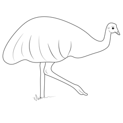 Emu Long Legs Free Coloring Page for Kids