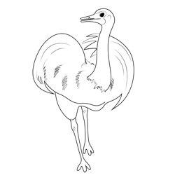 Emu Wing Fly Free Coloring Page for Kids