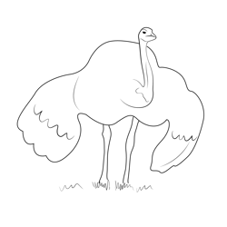 Flightless Emu Bird Free Coloring Page for Kids