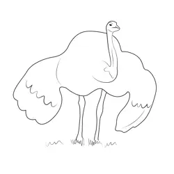 Flightless Emu Bird Free Coloring Page for Kids