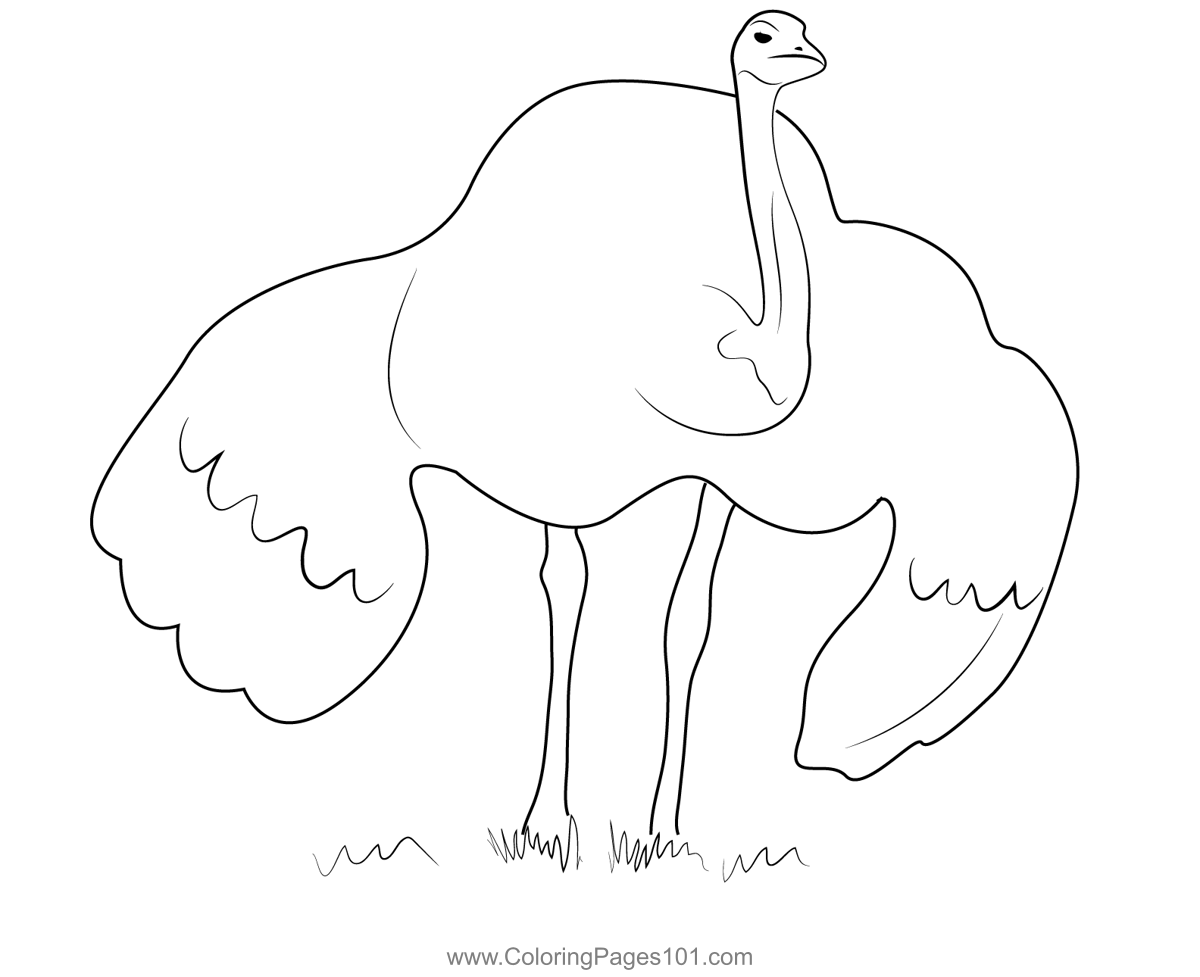 Flightless Emu Bird
