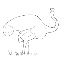 Flightless Emu Birds Free Coloring Page for Kids