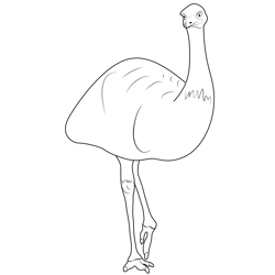Male Emu Bird Free Coloring Page for Kids