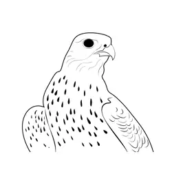 A Hybrid White Gyrfalcon Free Coloring Page for Kids