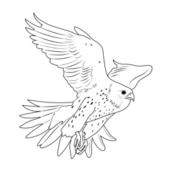 A Young White Gyrfalcon Free Coloring Page for Kids