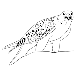 Adult White Gyrfalcon Free Coloring Page for Kids