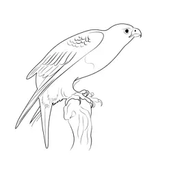 Beautiful Gyrfalcon Free Coloring Page for Kids