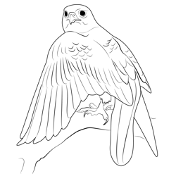 Closeup Gyrfalcon Free Coloring Page for Kids