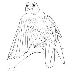 Closeup Gyrfalcon Free Coloring Page for Kids