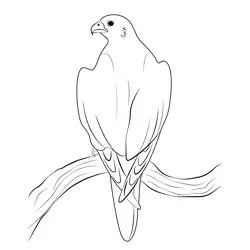 Gyrfalcon 1 Free Coloring Page for Kids