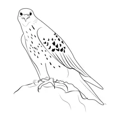 Gyrfalcon 2 Free Coloring Page for Kids