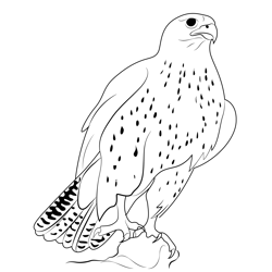 Gyrfalcon 3 Free Coloring Page for Kids