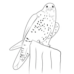 Gyrfalcon 4 Free Coloring Page for Kids