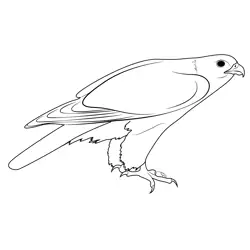 Gyrfalcon 5 Free Coloring Page for Kids