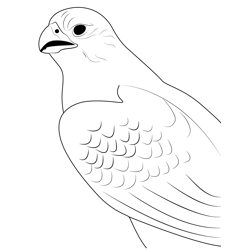Gyrfalcon 6 Free Coloring Page for Kids