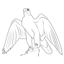 Gyrfalcon Beautiful Birds Free Coloring Page for Kids