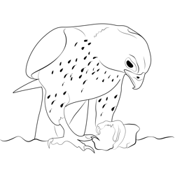 Gyrfalcon Bird Free Coloring Page for Kids