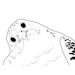 Gyrfalcon Face Free Coloring Page for Kids