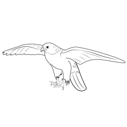 Gyrfalcon Open Wings Free Coloring Page for Kids