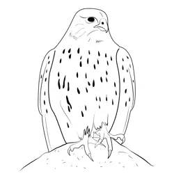 Gyrfalcon Rest Free Coloring Page for Kids