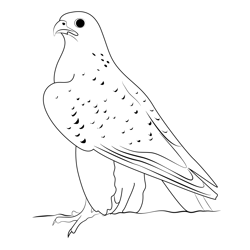 Gyrfalcon Free Coloring Page for Kids