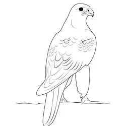Silver Gyrfalcon Free Coloring Page for Kids