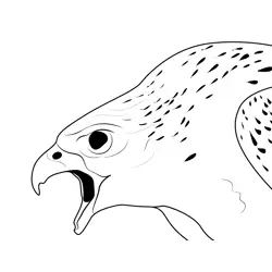 White Gyrfalcon Angry Free Coloring Page for Kids