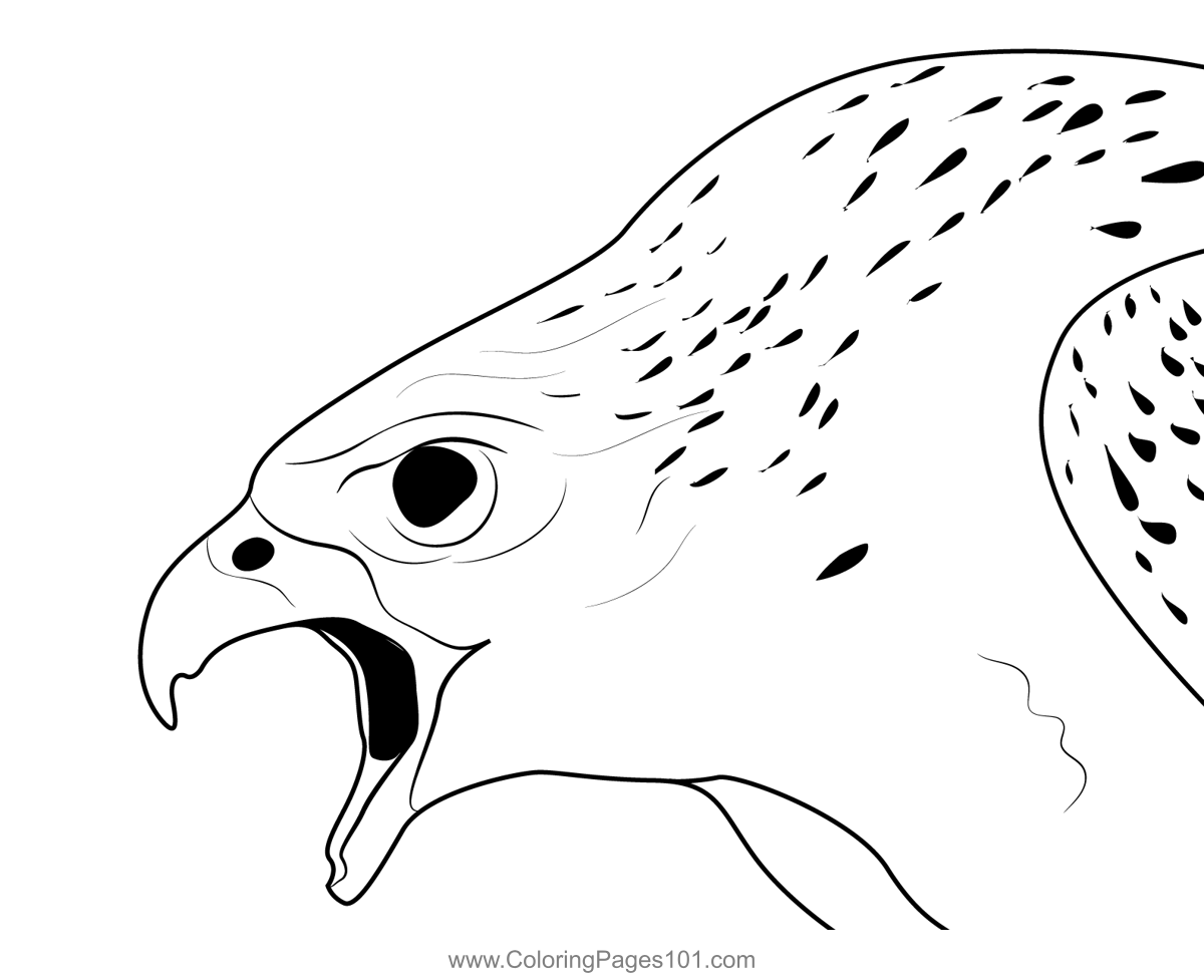 White Gyrfalcon Angry