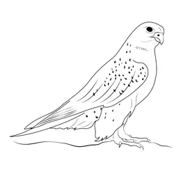 White Gyrfalcon Female Free Coloring Page for Kids