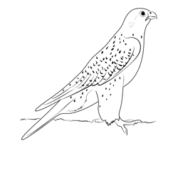 White Gyrfalcon Free Coloring Page for Kids