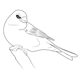 A Big Pine Grosbeak Bird Free Coloring Page for Kids