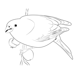 Adult Female Pine Grosbeak Free Coloring Page for Kids