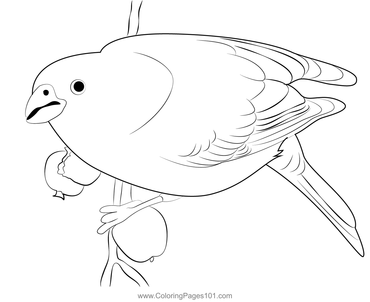 Adult Female Pine Grosbeak Coloring Page for Kids Free Finches