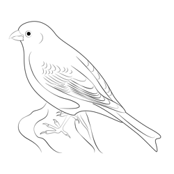 Adult Male Pine Grosbeak Free Coloring Page for Kids