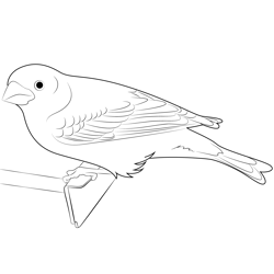 Adult Purple Finch Free Coloring Page for Kids