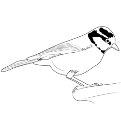 African Blue Canary Bird Free Coloring Page for Kids