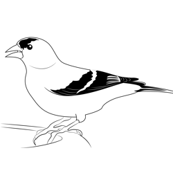American Goldfinch 1 Free Coloring Page for Kids