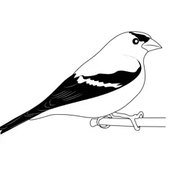 American Goldfinch 10 Free Coloring Page for Kids