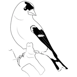American Goldfinch 11 Free Coloring Page for Kids