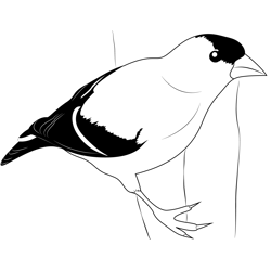 American Goldfinch 2 Free Coloring Page for Kids
